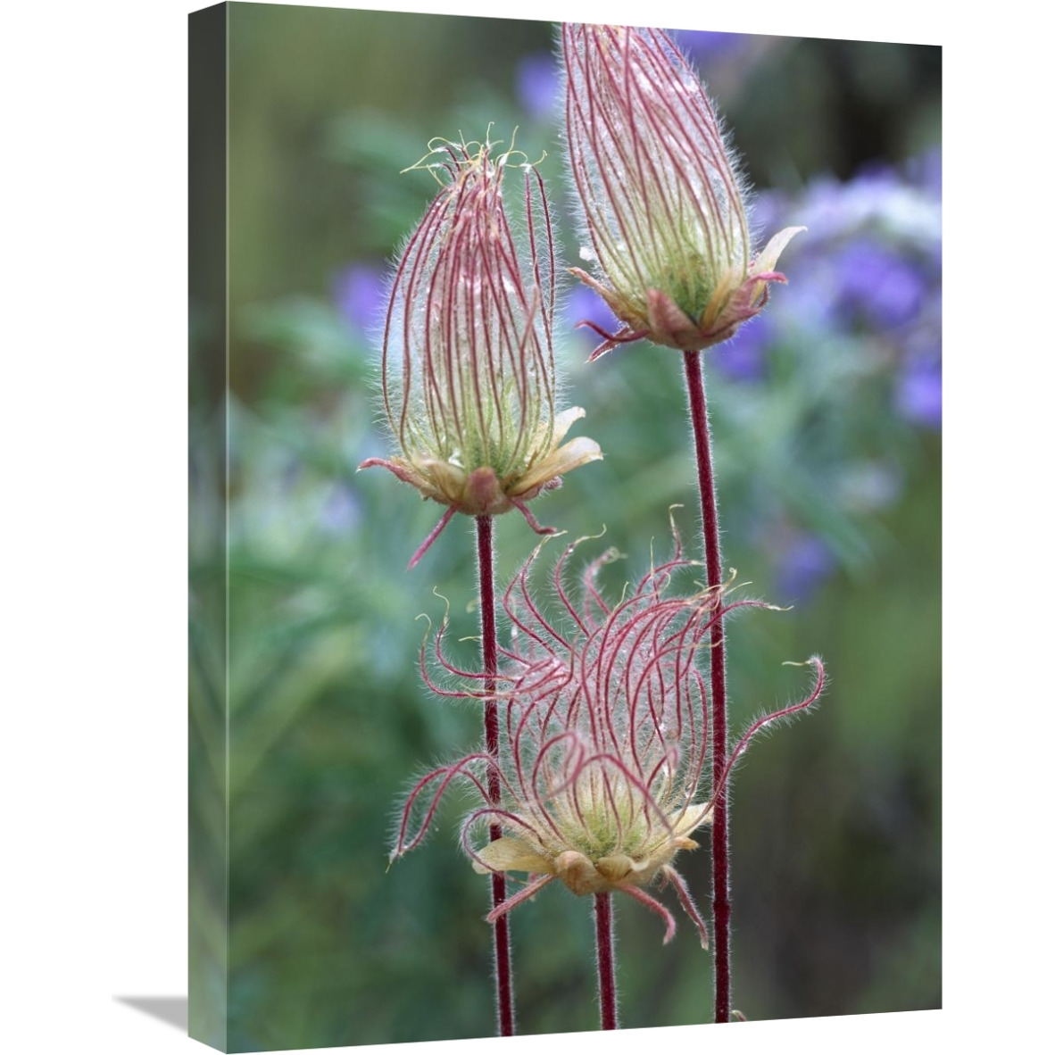 Prairie Smoke Okanagan Valley, British Columbia, Canada-Canvas Art-18&quotx24"