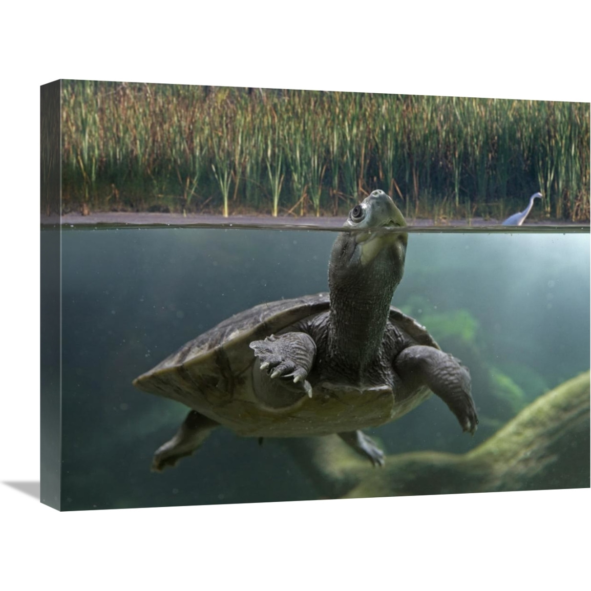 Turtle breathing at surface, Jurong Bird Park, Singapore-Canvas Art-24&quotx18"