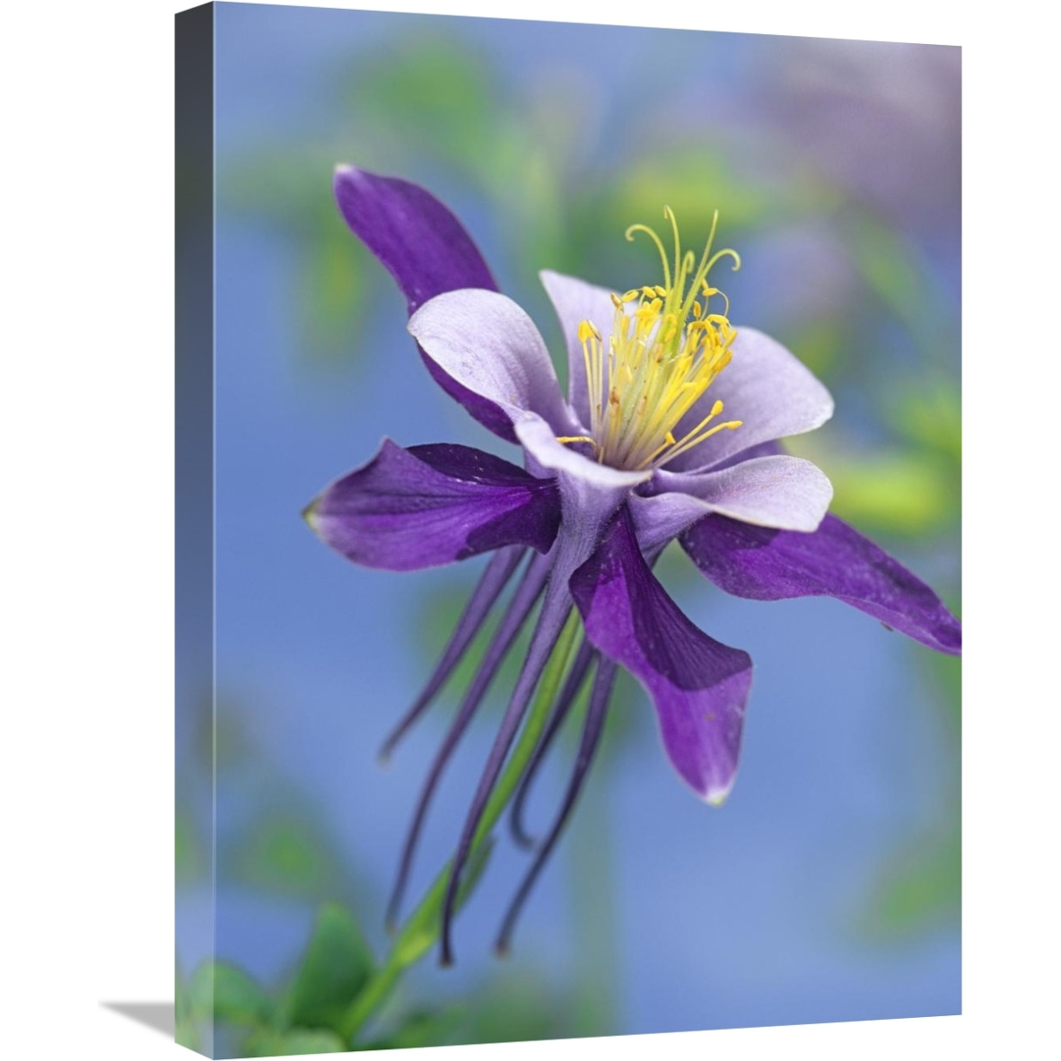 Colorado Blue Columbine close up of bloom, North America-Canvas Art-18&quotx24"