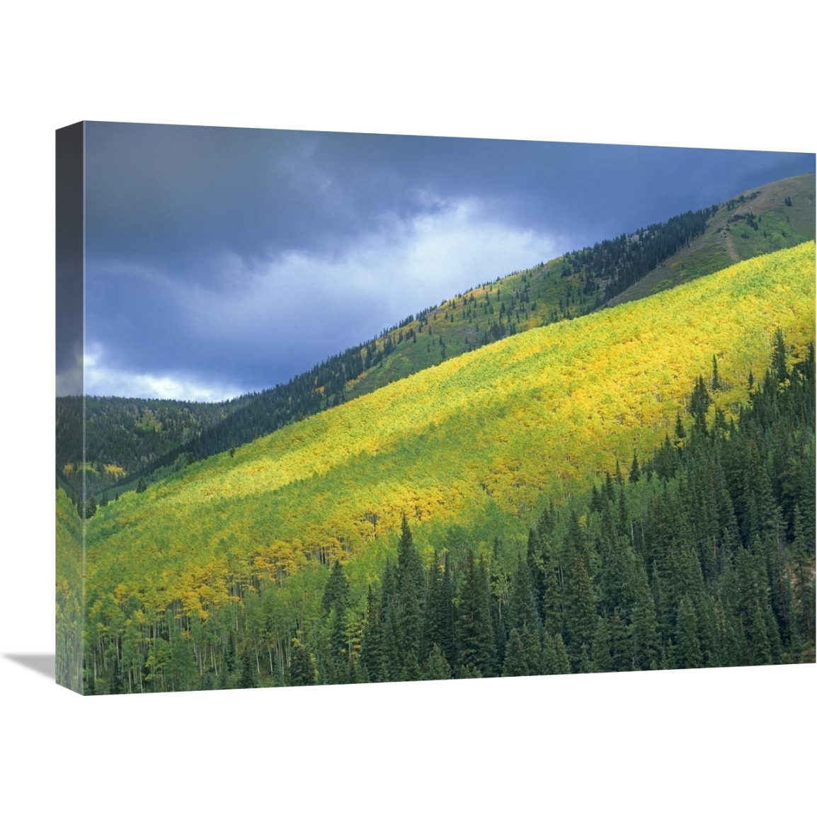 Aspen forest, Maroon Bells, Snowmass Wilderness, Colorado-Canvas Art-24&quotx18"