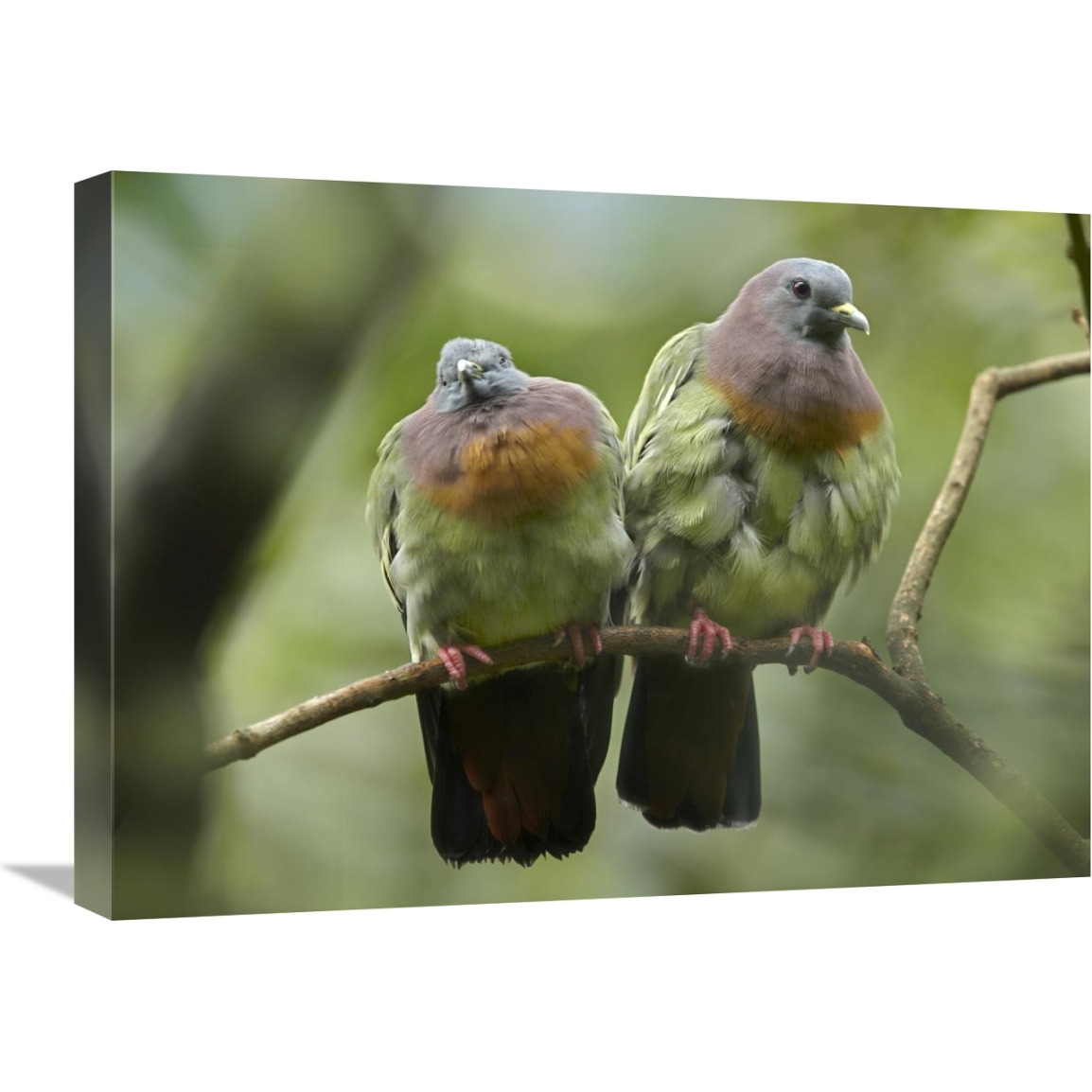 Pink-necked Green-Pigeon pair, Jurong Bird Park, Singapore-Canvas Art-24&quotx18"