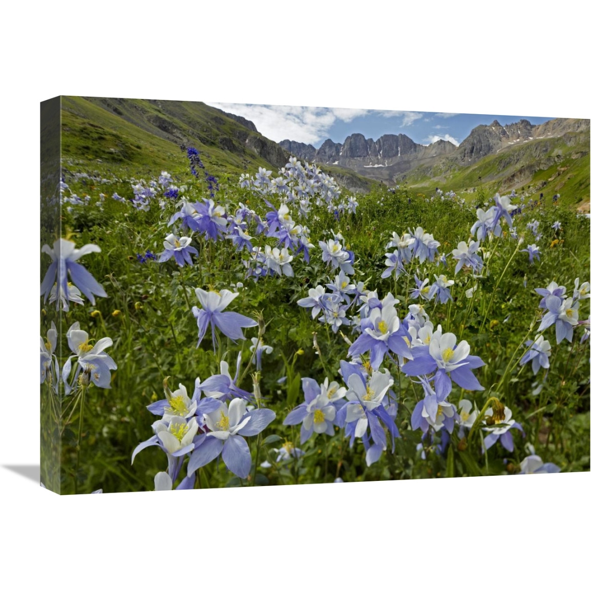 Colorado Blue Columbine flowers in American Basin, Colorado-Canvas Art-24&quotx18"