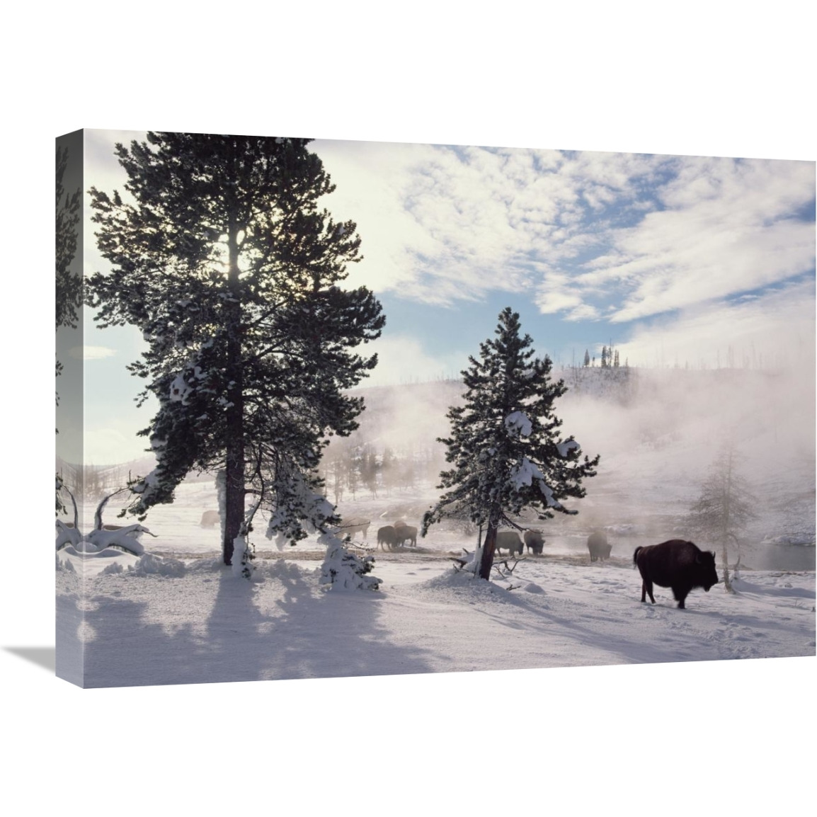 American Bison in winter, Yellowstone National Park, Wyoming-Canvas Art-24&quotx18"