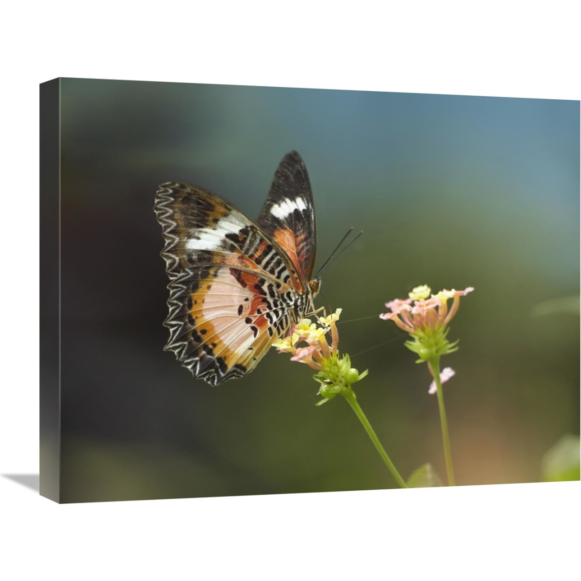 Nymphalid Butterfly feeding on flower nectar, native to Asia-Canvas Art-24&quotx18"