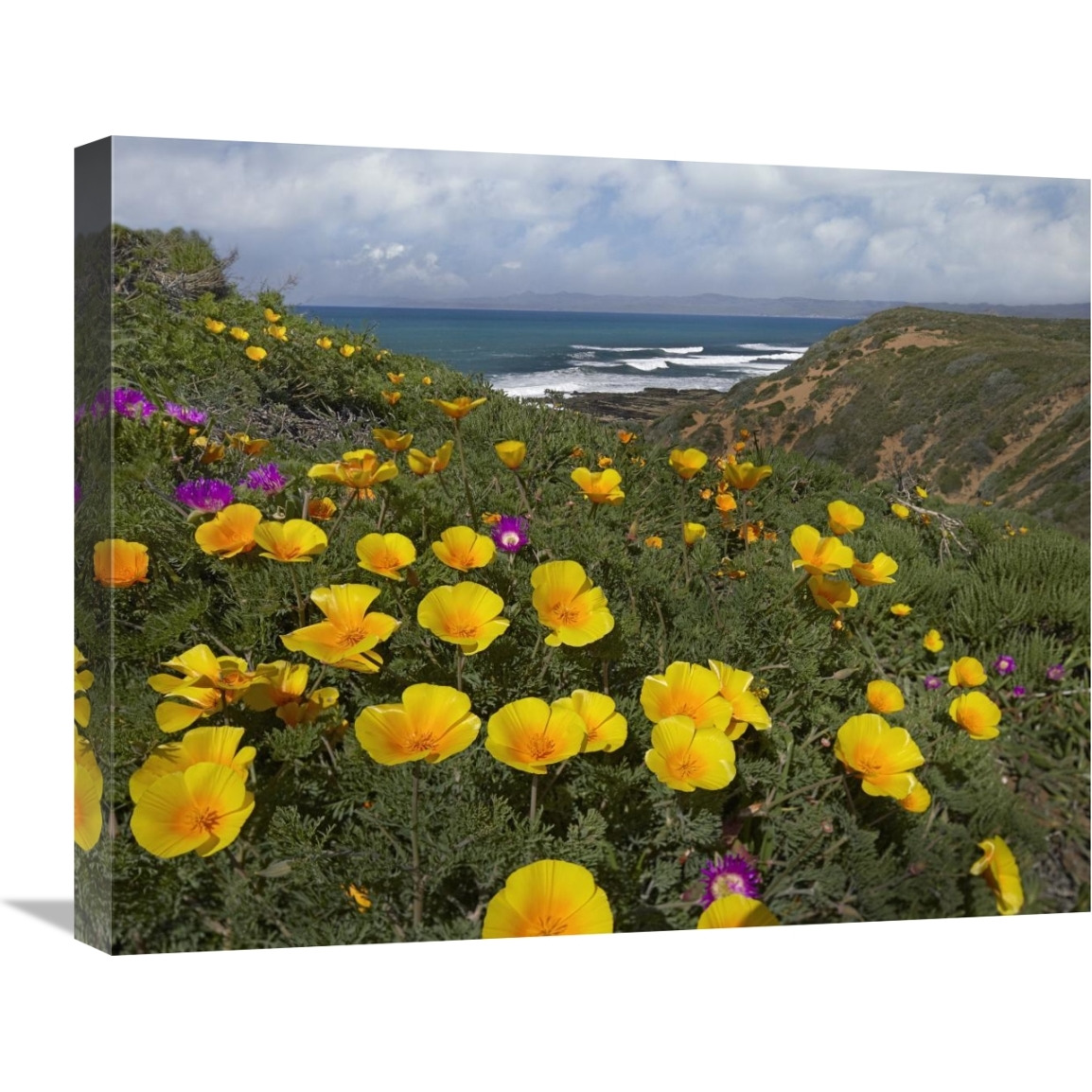 California Poppy field, Montano de Oro State Park, California-Canvas Art-24&quotx20"