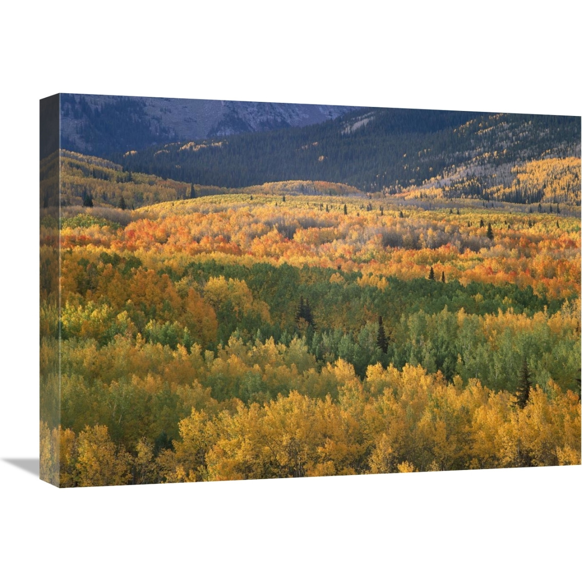 Aspen trees in fall colors, Gunnison National Forest, Colorado-Canvas Art-24&quotx18"