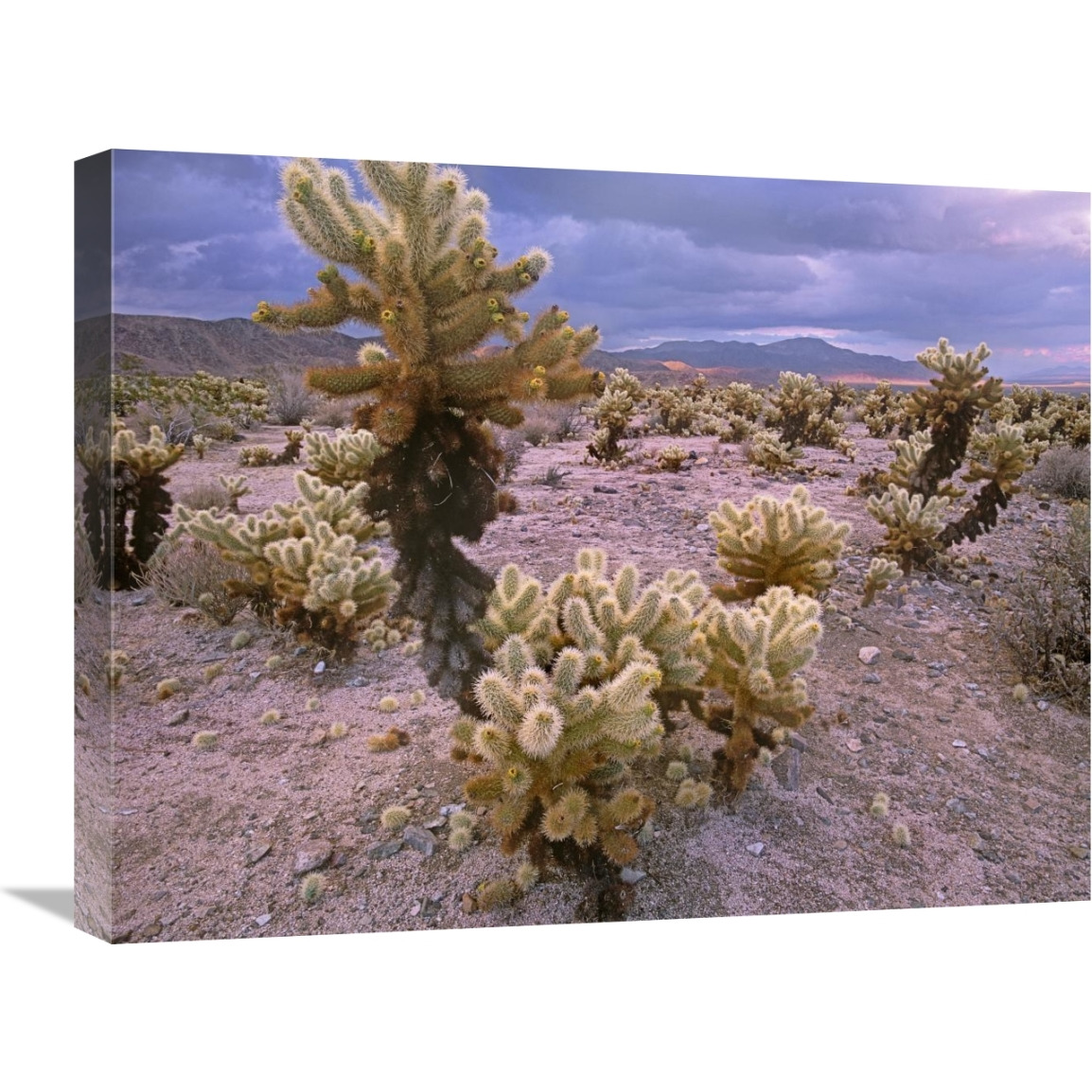 Teddy Bear Cholla cacti, Joshua Tree National Park, California-Canvas Art-24&quotx18"