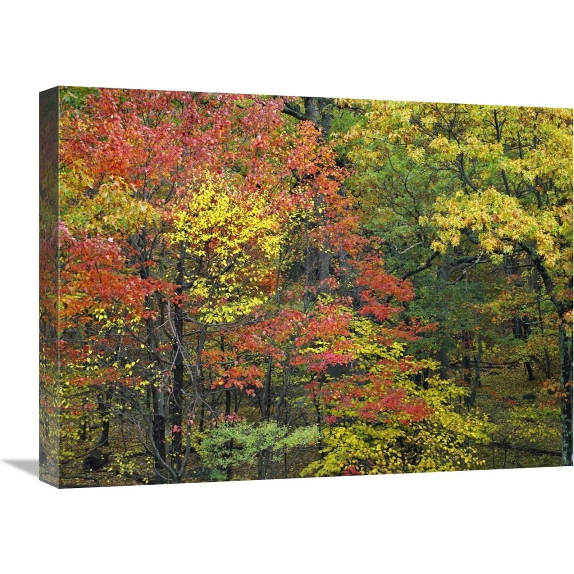 Fall foliage at Fishers Gap, Shenandoah National Park, Virginia-Canvas Art-24&quotx18"