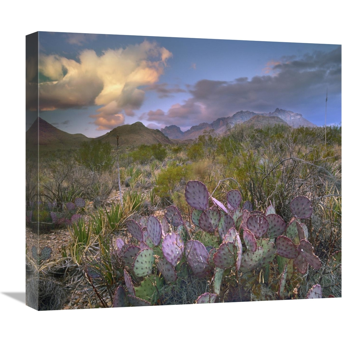 Opuntia cactus, Chisos Mountains, Big Bend National Park, Texas-Canvas Art-22&quotx19.36"