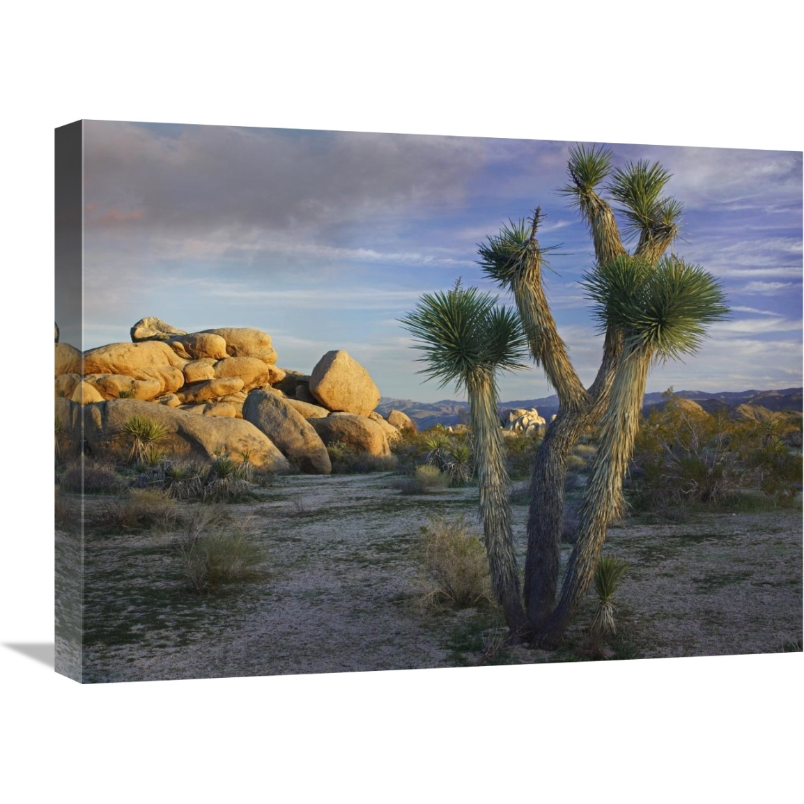 Joshua Tree and boulders, Joshua Tree National Park, California-Canvas Art-24&quotx18"