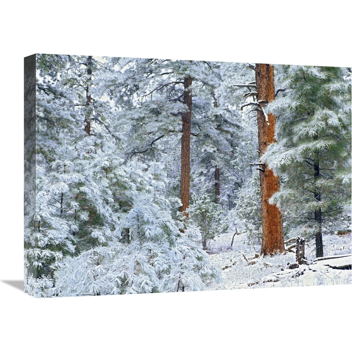 Ponderosa Pine forest in snow, Grand Canyon National Park, Arizona-Canvas Art-24&quotx18"