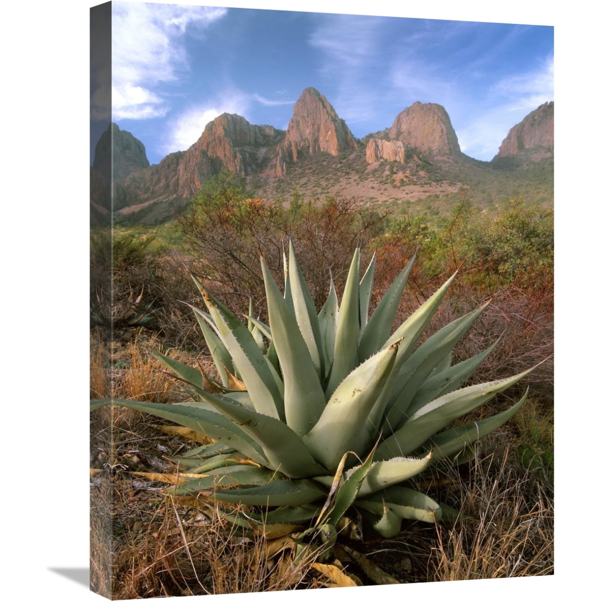 Chisos Agave and the Chisos Mountains, Big Bend National Park, Texas-Canvas Art-18&quotx24"