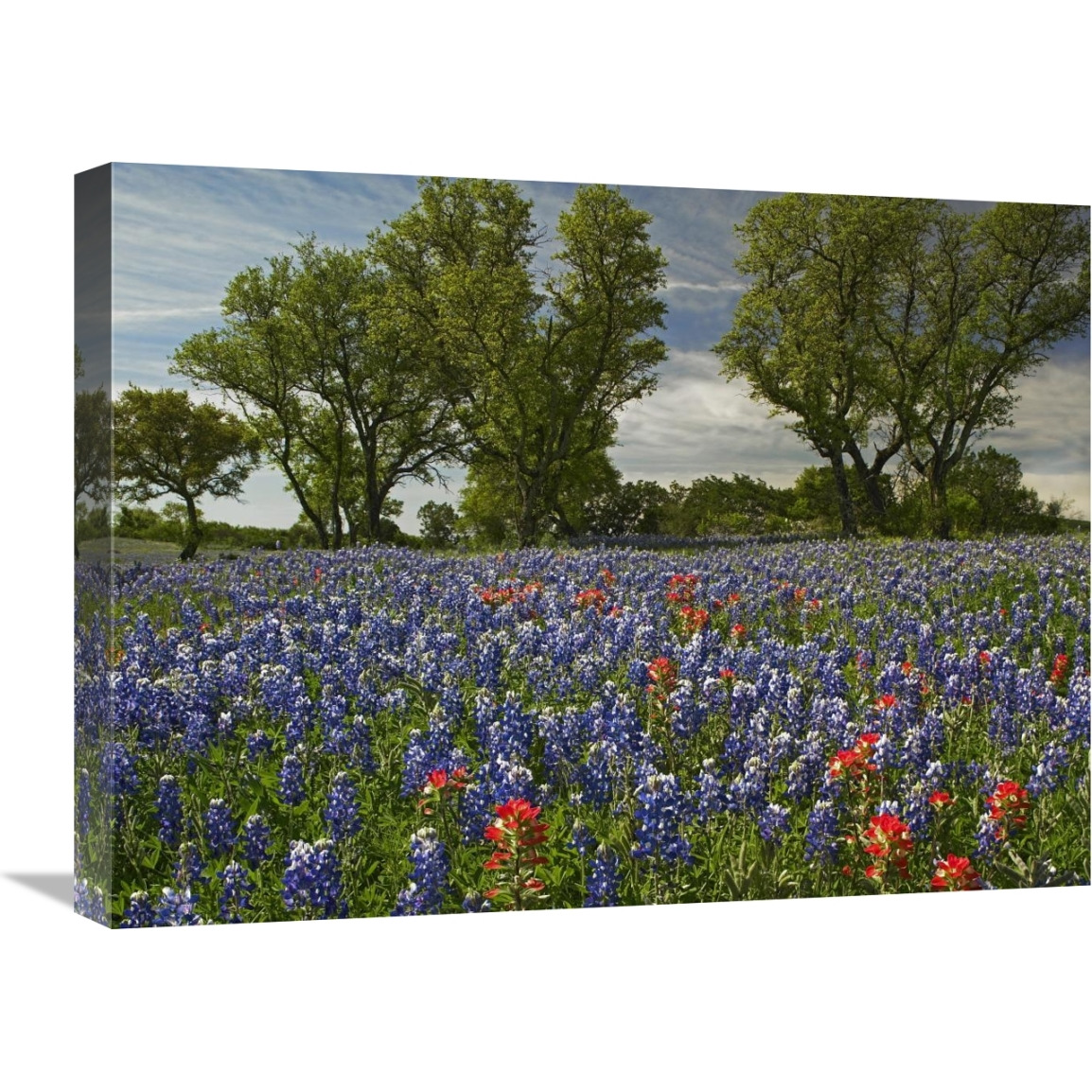 Sand Bluebonnets and Indian Paintbrush in bloom, Hill Country, Texas-Canvas Art-24&quotx18"