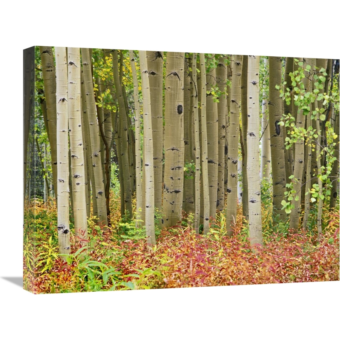 Aspen trees and Fireweed, Collegiate Peaks Wilderness Area, Colorado-Canvas Art-24&quotx18"