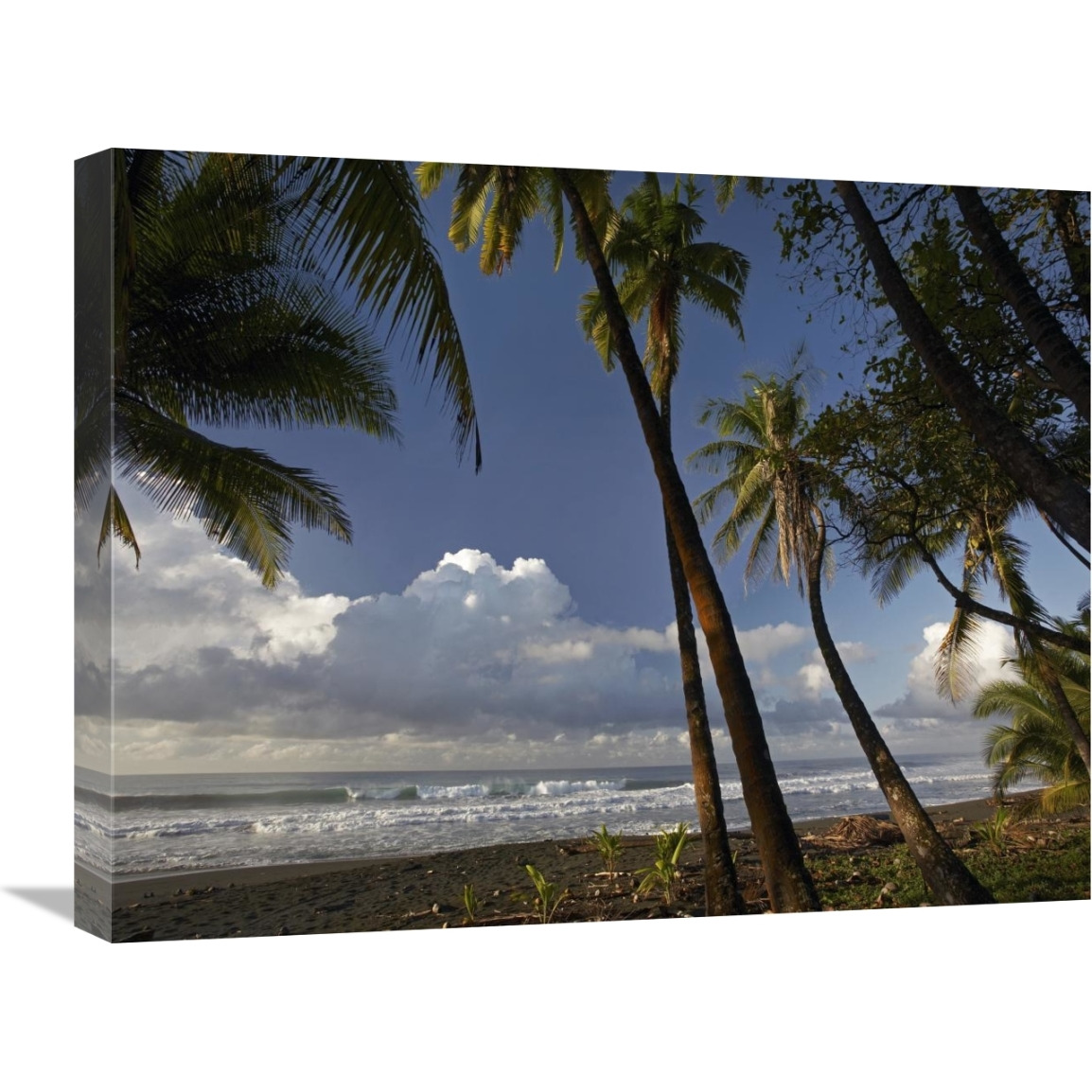 Palm trees on the beach near Marino Ballena National Park, Costa Rica-Canvas Art-24&quotx18"