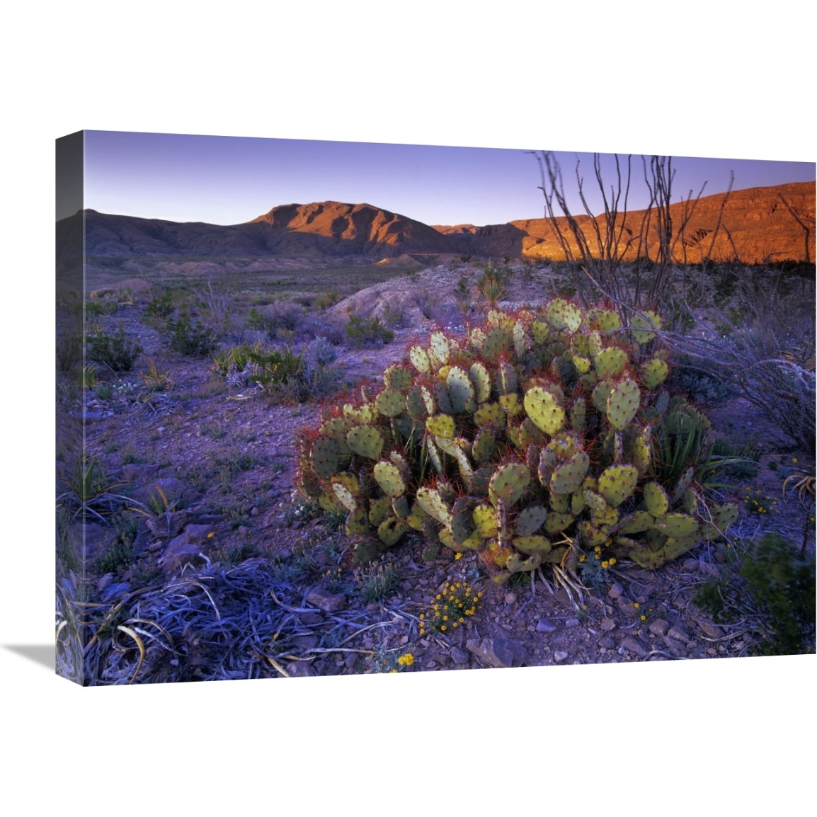 Opuntia in Chihuahuan Desert landscape, Big Bend National Park, Texas-Canvas Art-24&quotx18"