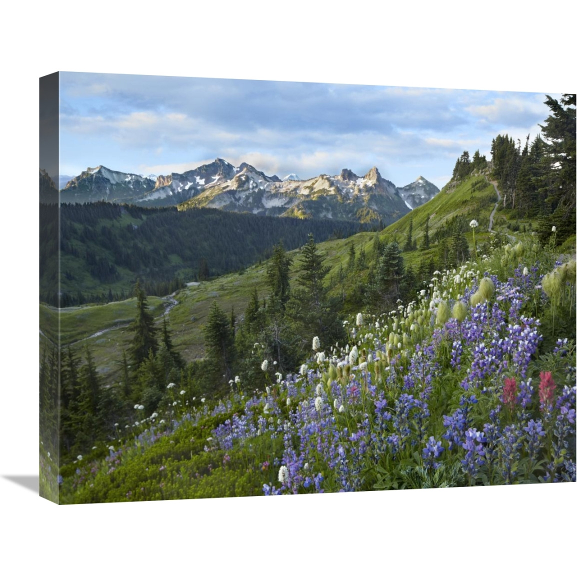 Wildflowers and Tatoosh Range, Mount Rainier National Park, Washington-Canvas Art-24&quotx20"