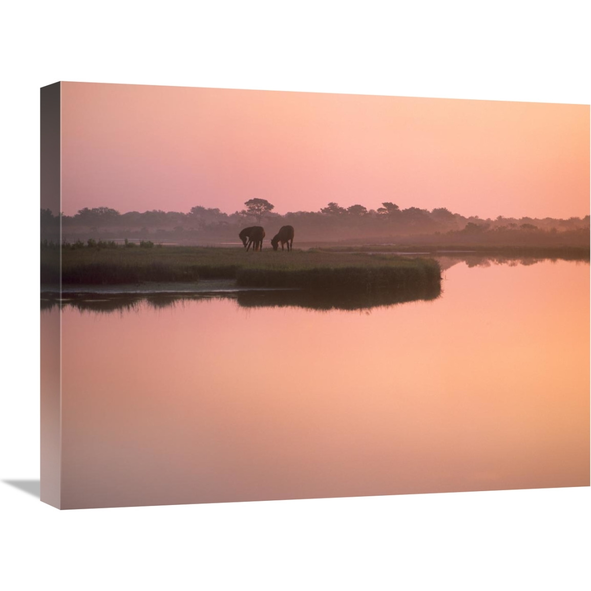 Wild Horse pair grazing, Assateague Island National Seashore, Maryland-Canvas Art-24&quotx18"