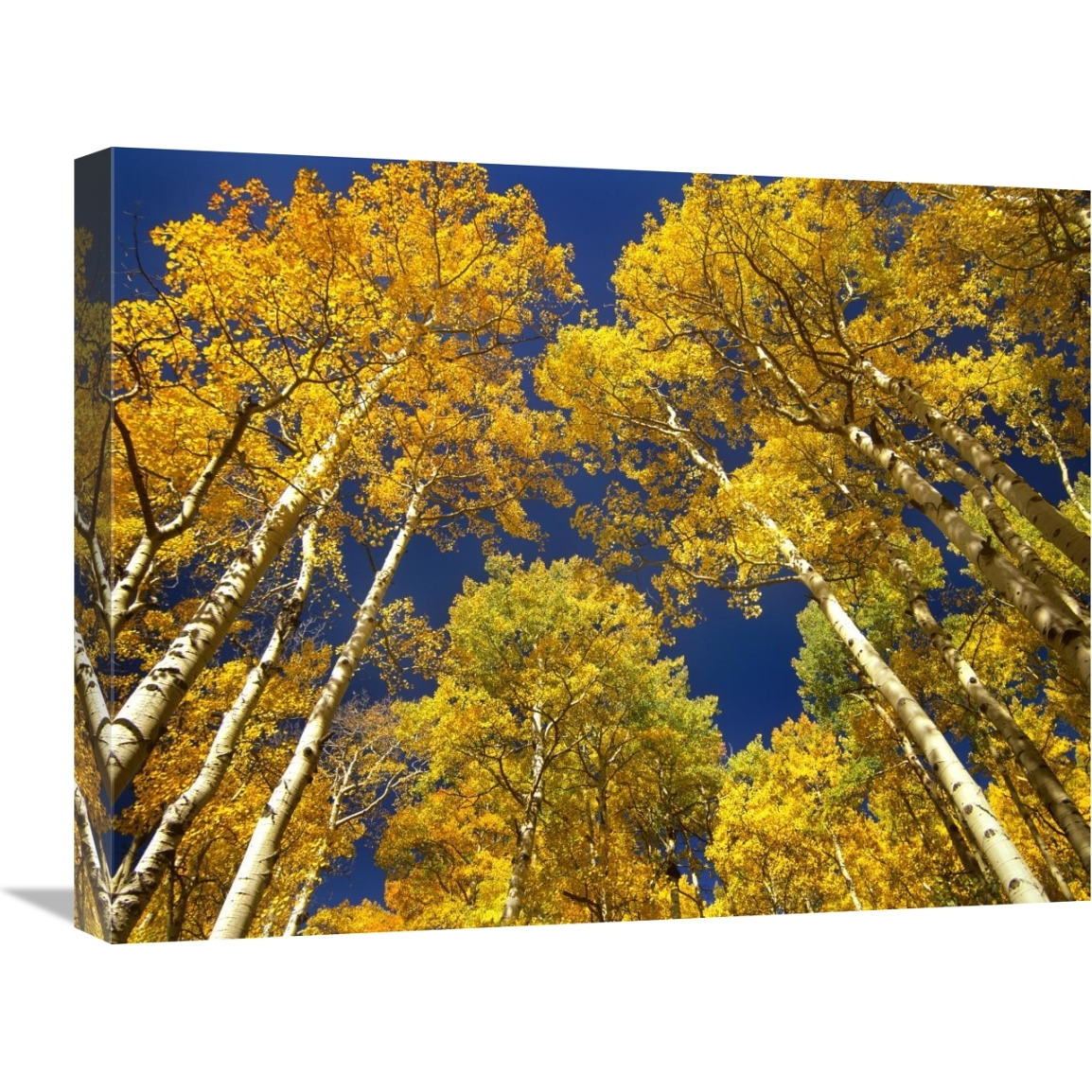 Aspen grove in fall colors, Maroon Bells, Snowmass Wilderness, Colorado-Canvas Art-24&quotx18"