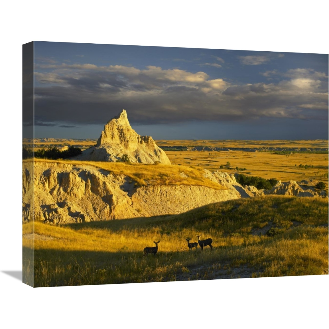 Mule Deer trio in the grasslands of Badlands National Park, South Dakota-Canvas Art-24&quotx20"