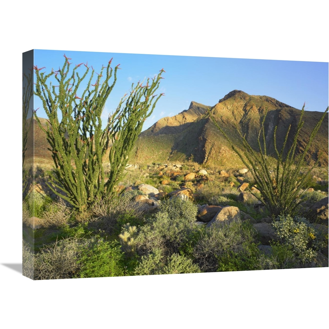 Ocotillo Borrego Palm Canyon, Anza-Borrego Desert State Park, California-Canvas Art-24&quotx18"