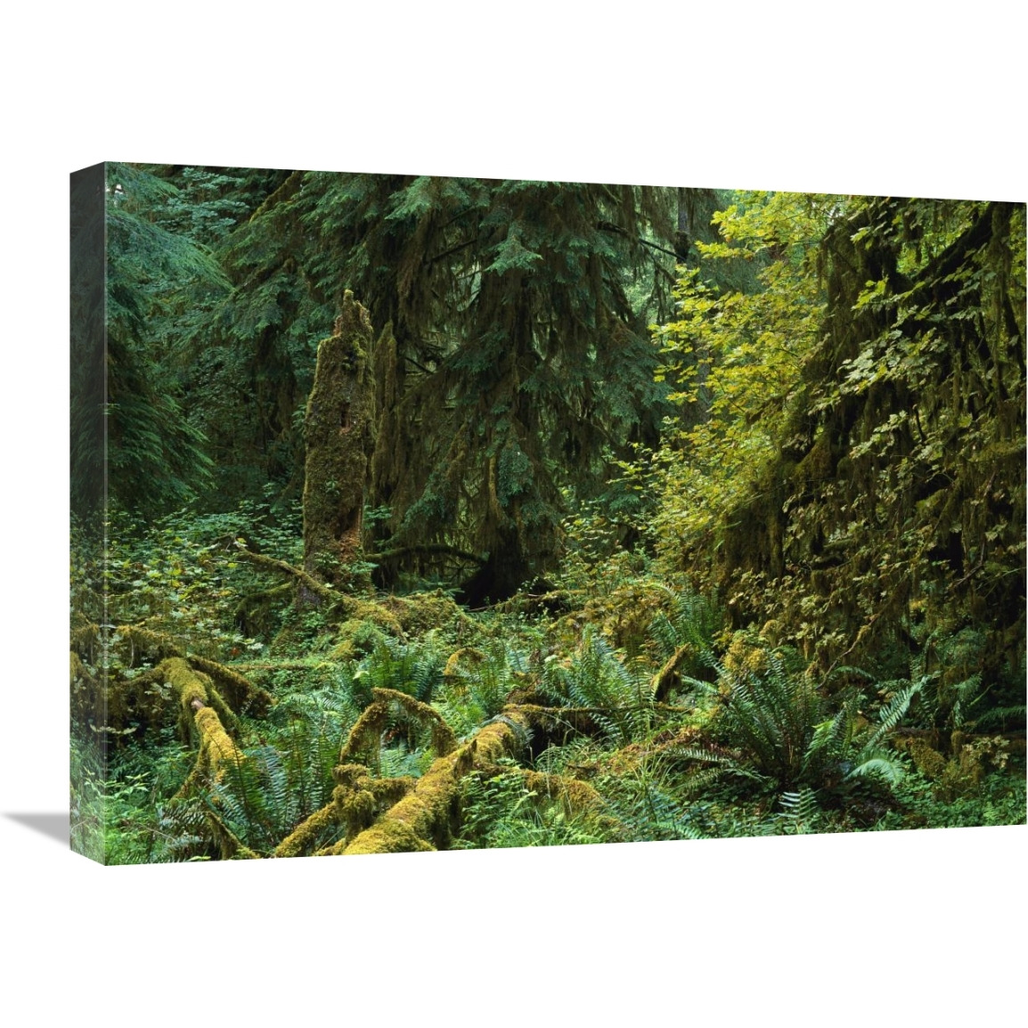 Lush vegetation in the Hoh Rain Forest, Olympic National Park, Washington-Canvas Art-24&quotx18"