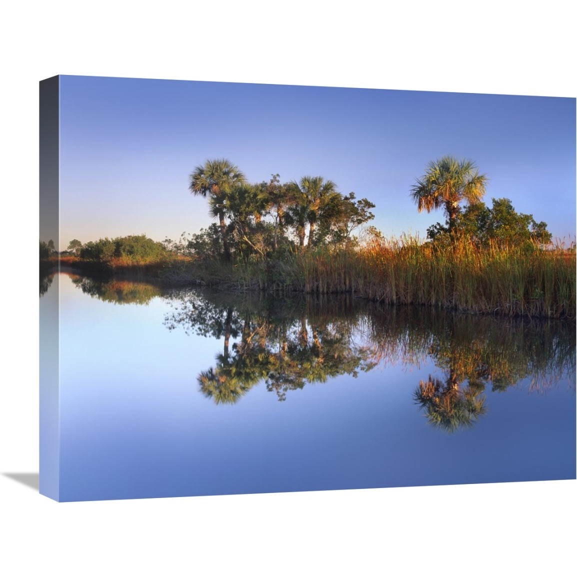 Royal Palms and reeds along waterway, Fakahatchee State Preserve, Florida-Canvas Art-24&quotx20"