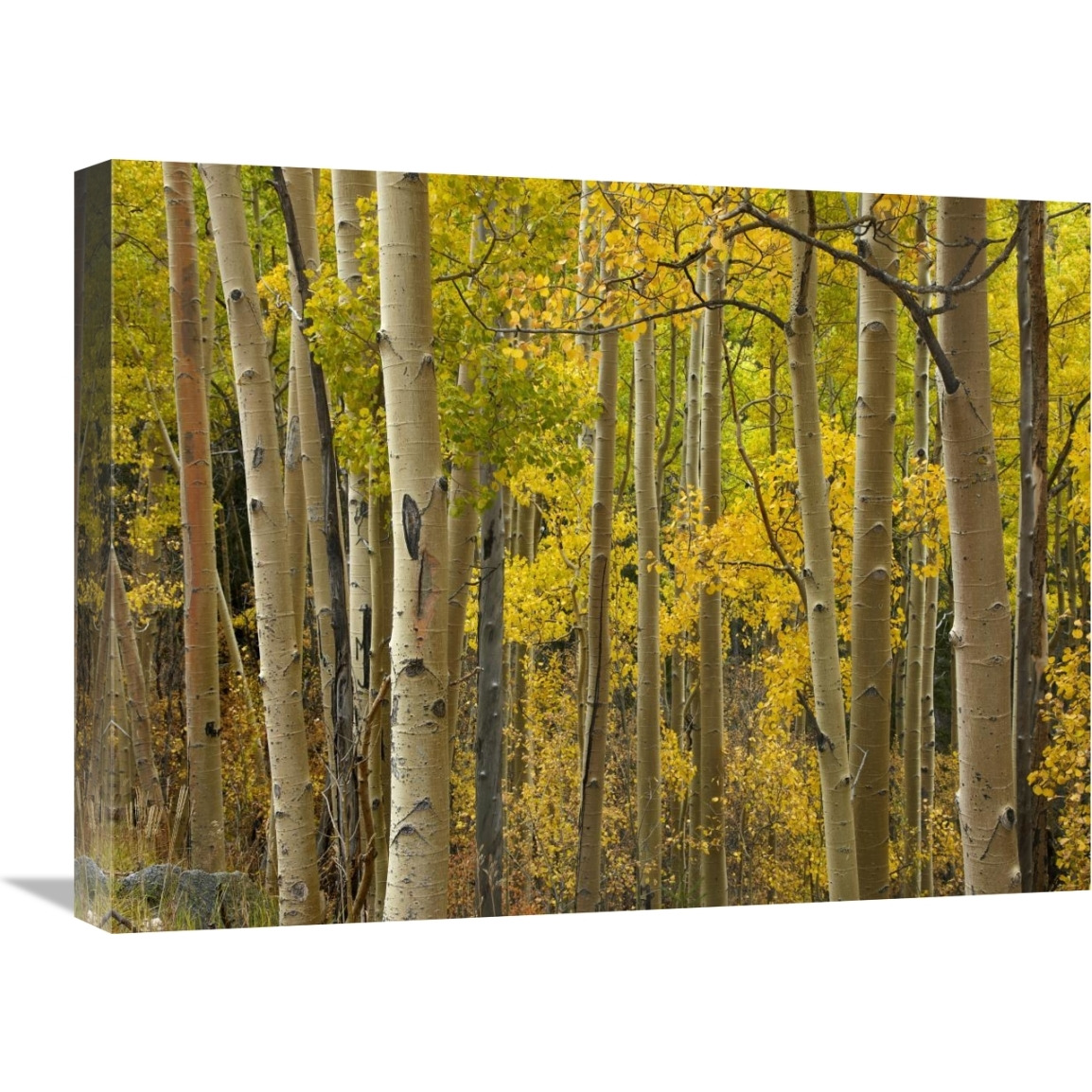 Aspen trees in autumn, Santa Fe National Forest near Santa Fe, New Mexico-Canvas Art-24&quotx18"