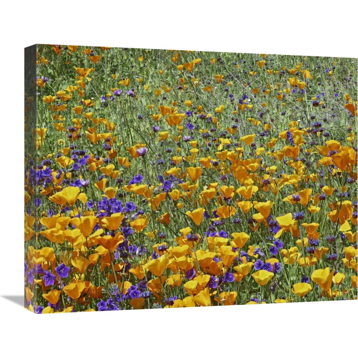 California Poppy and Desert Bluebell flowers, Antelope Valley, California-Canvas Art-24&quotx20"