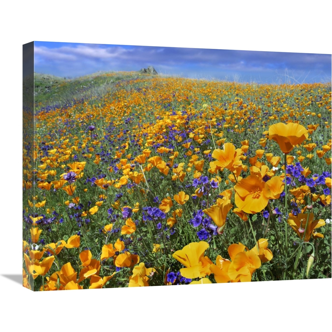 California Poppy and Desert Bluebell flowers, Antelope Valley, California-Canvas Art-24&quotx20"