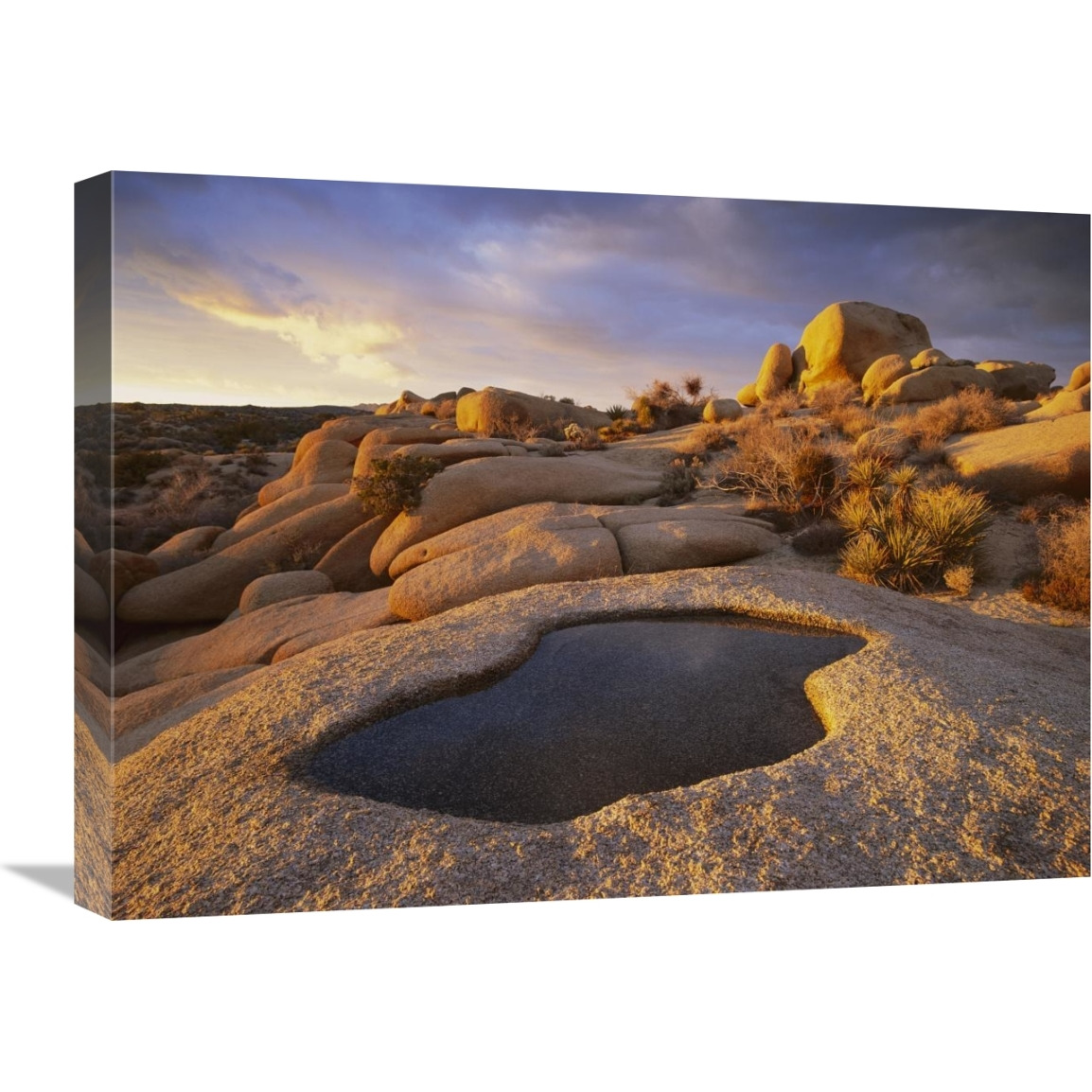 Water that has collected in boulder, Joshua Tree National Park, California-Canvas Art-24&quotx18"