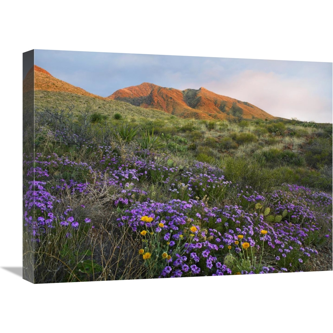 Herb of the Cross at Franklin Mountains State Park, Chihuahuan Desert, Texas-Canvas Art-24&quotx18"