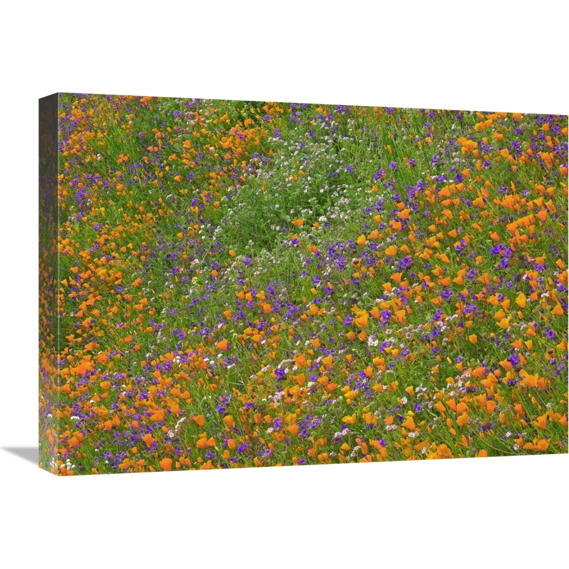 California Poppy and Desert Bluebell carpeting a spring hillside, California-Canvas Art-24&quotx18"