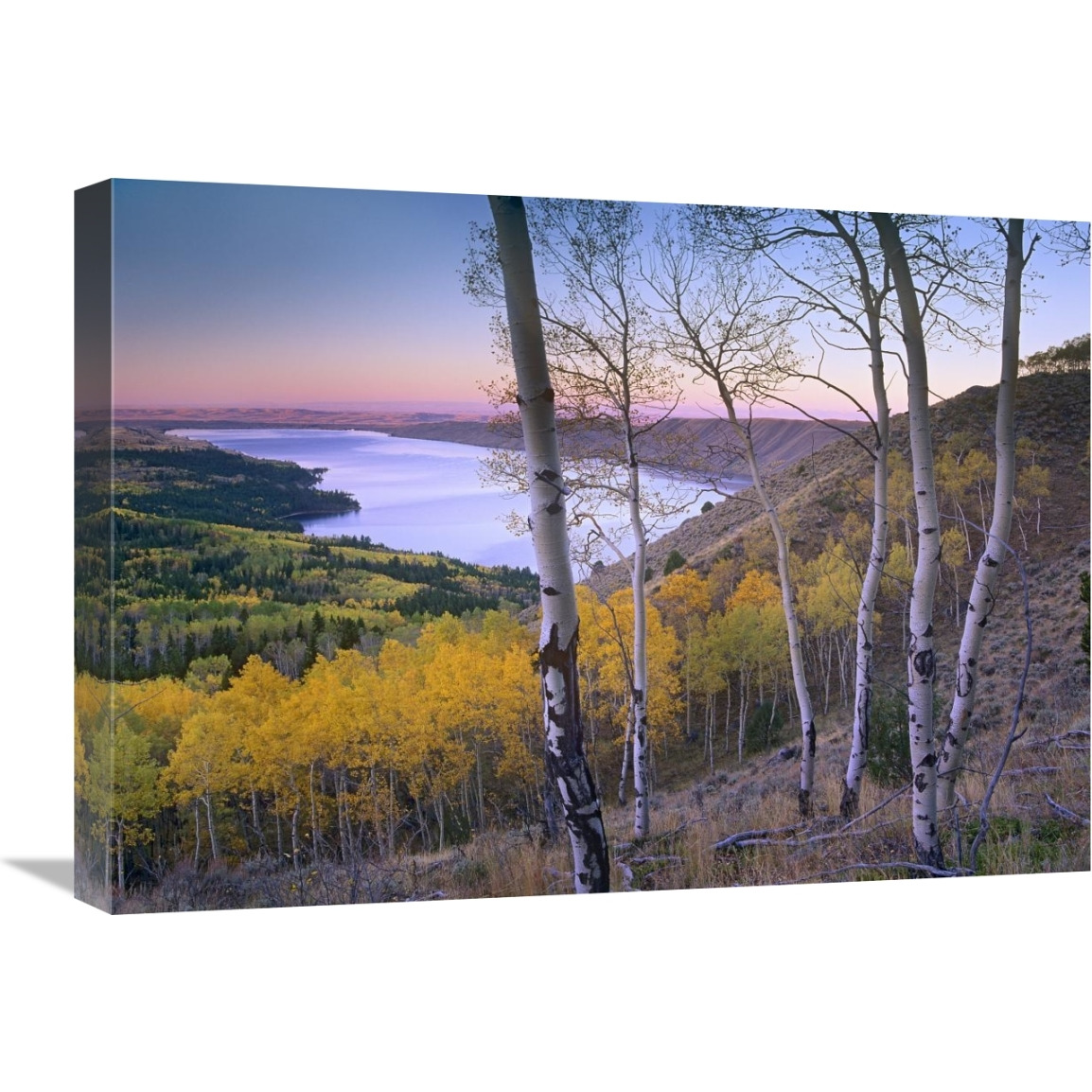 Aspen forest overlooking Fremont Lake, Bridger-Teton National Forest, Wyoming-Canvas Art-24&quotx18"