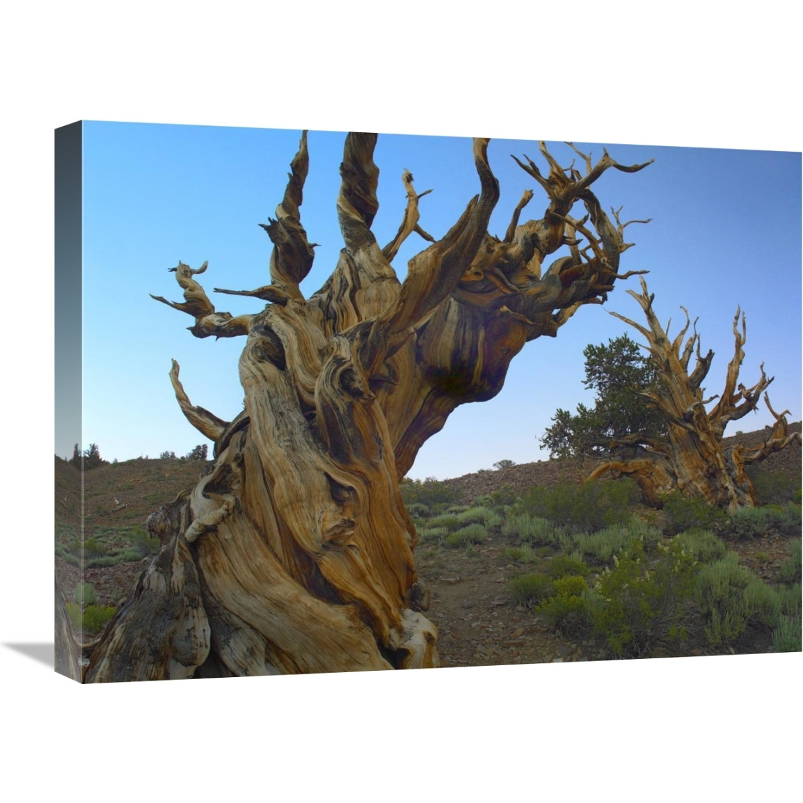 Foxtail Pine tree, ancient trees, Schulman Grove, White Mountains, California-Canvas Art-24&quotx18"