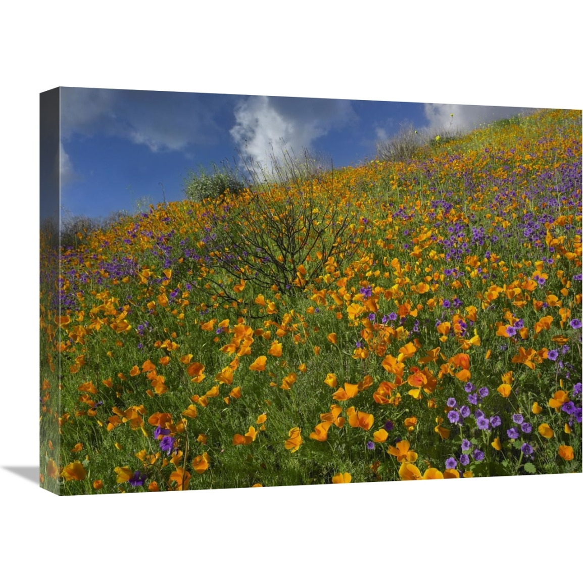 California Poppy and Desert Bluebells carpeting a spring hillside, California-Canvas Art-24&quotx18"