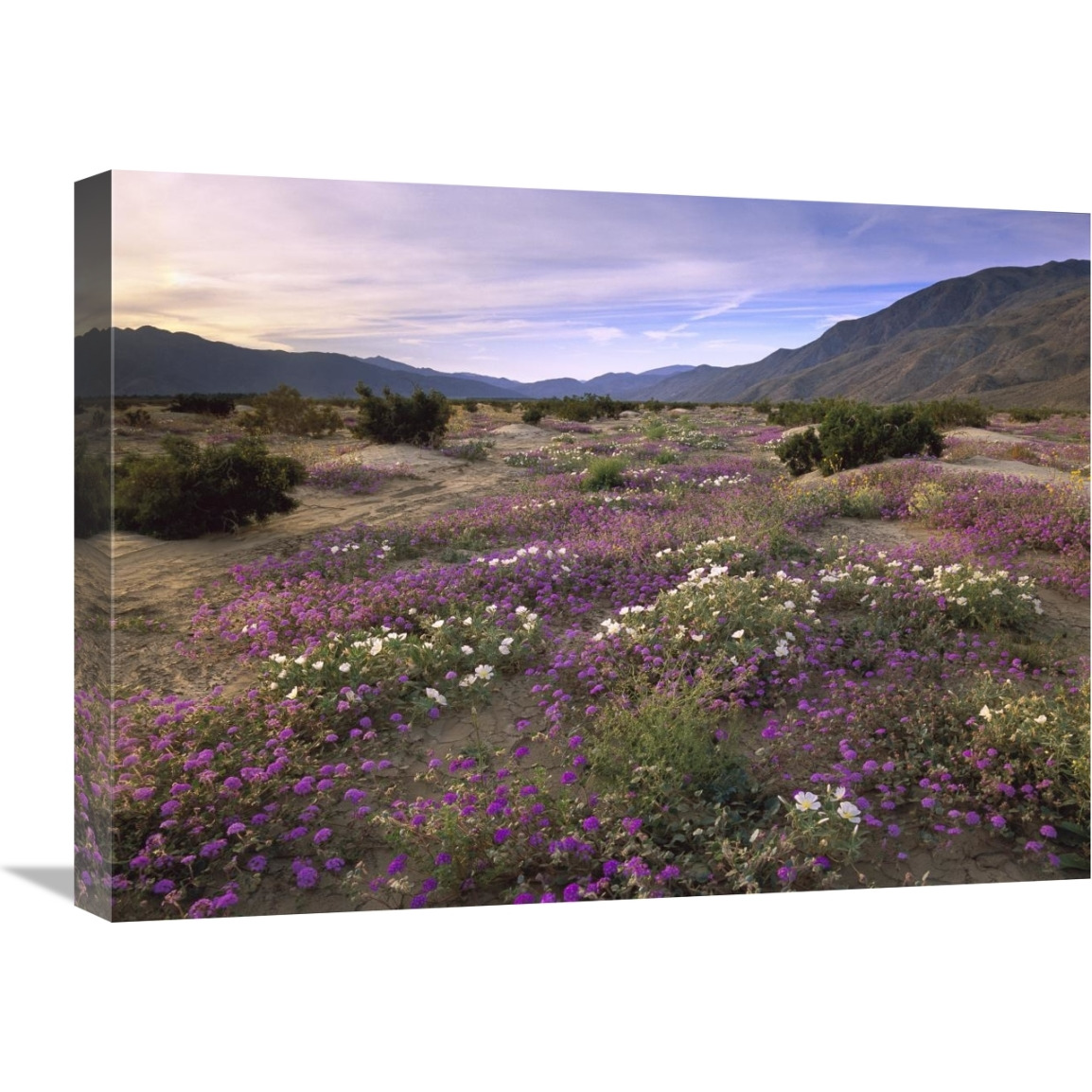 Sand Verbena and Primrose blooming, Anza-Borrego Desert State Park, California-Canvas Art-24&quotx18"