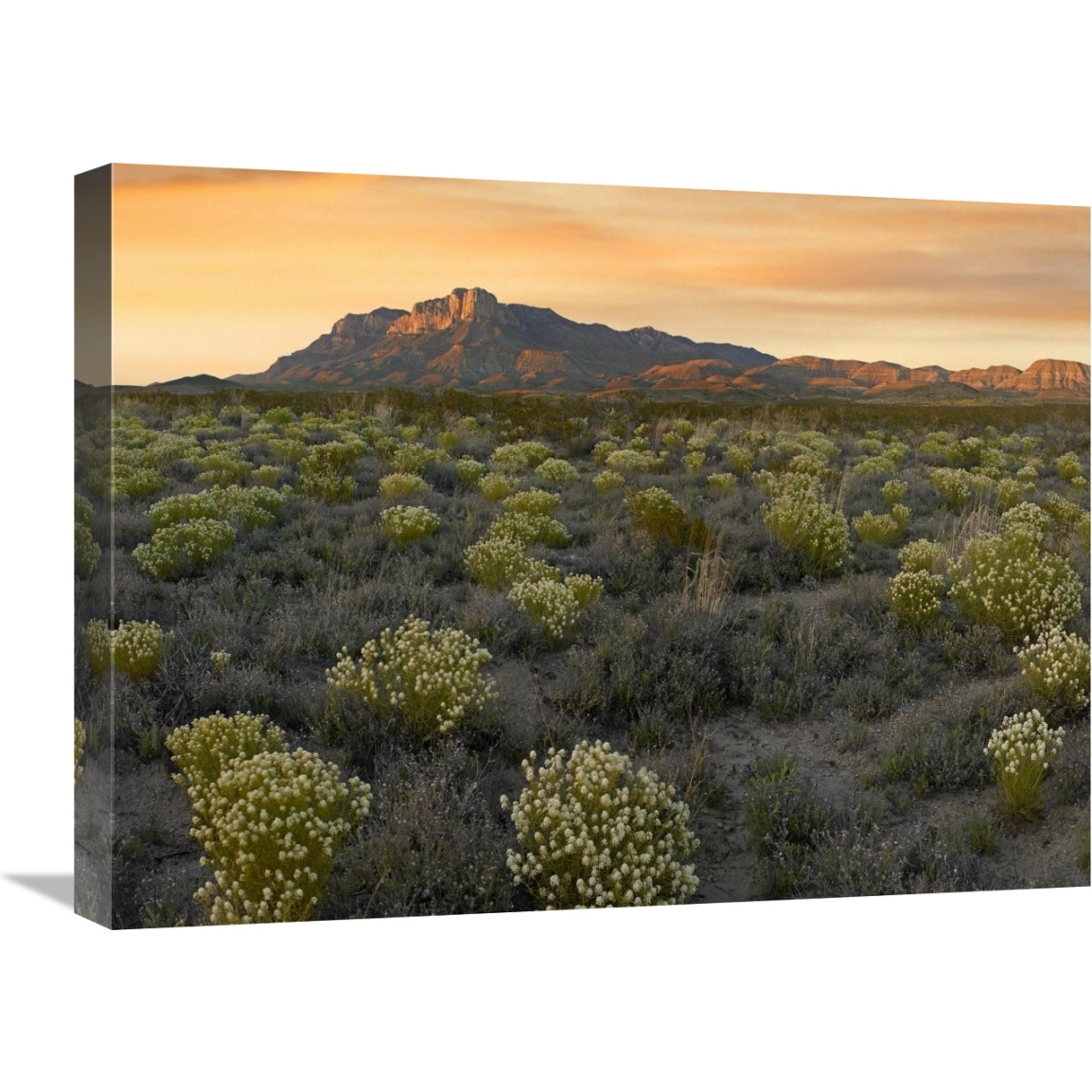 Pepperweed meadow beneath El Capitan, Guadalupe Mountains National Park, Texas-Canvas Art-24&quotx18"