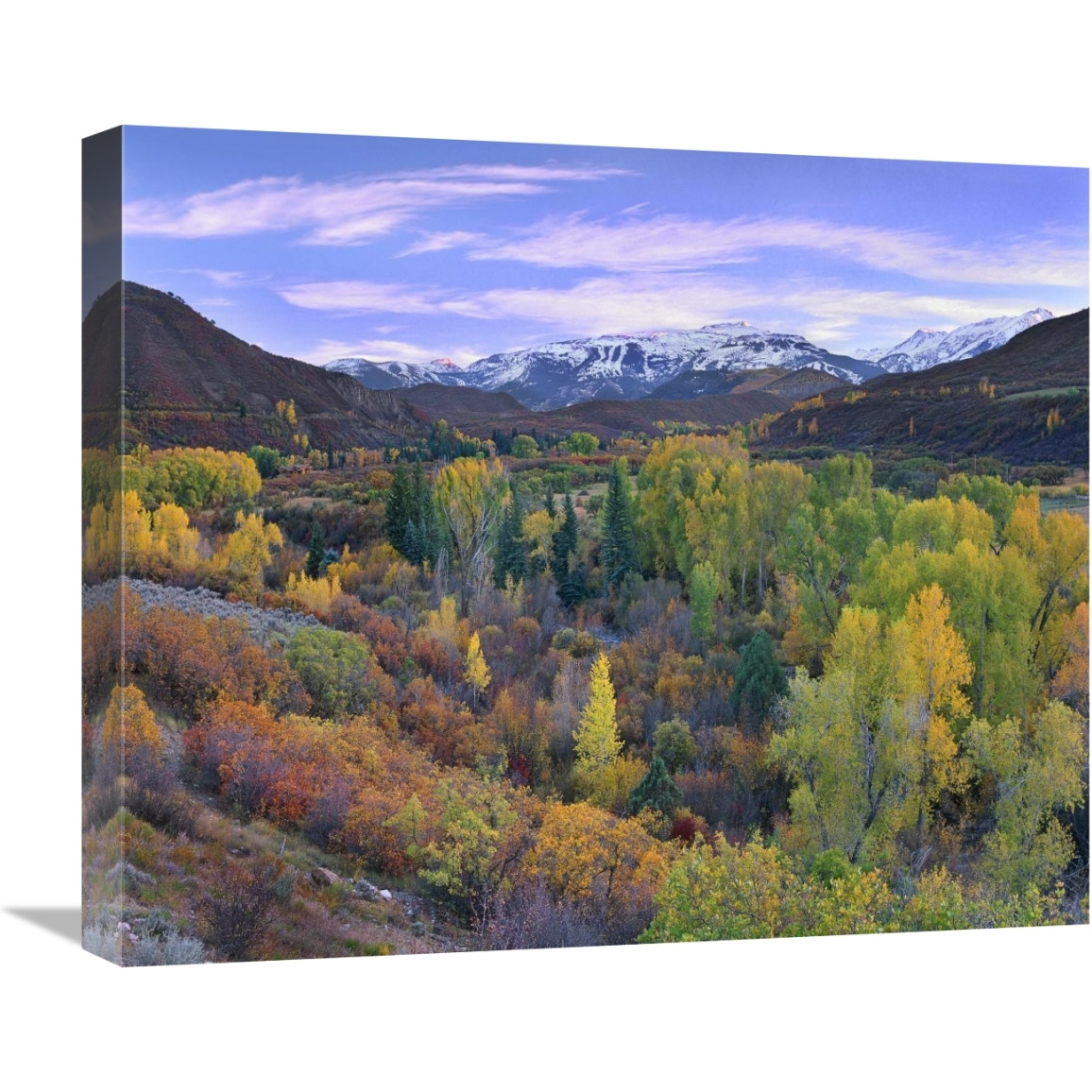 Quaking Aspen forest in autumn, Snowmass Mountain near Quaking Aspen, Colorado-Canvas Art-22&quotx18.26"