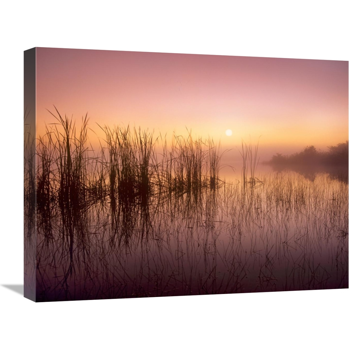 Reeds reflected in Sweet Bay Pond at sunrise, Everglades National Park, Florida-Canvas Art-24&quotx18"