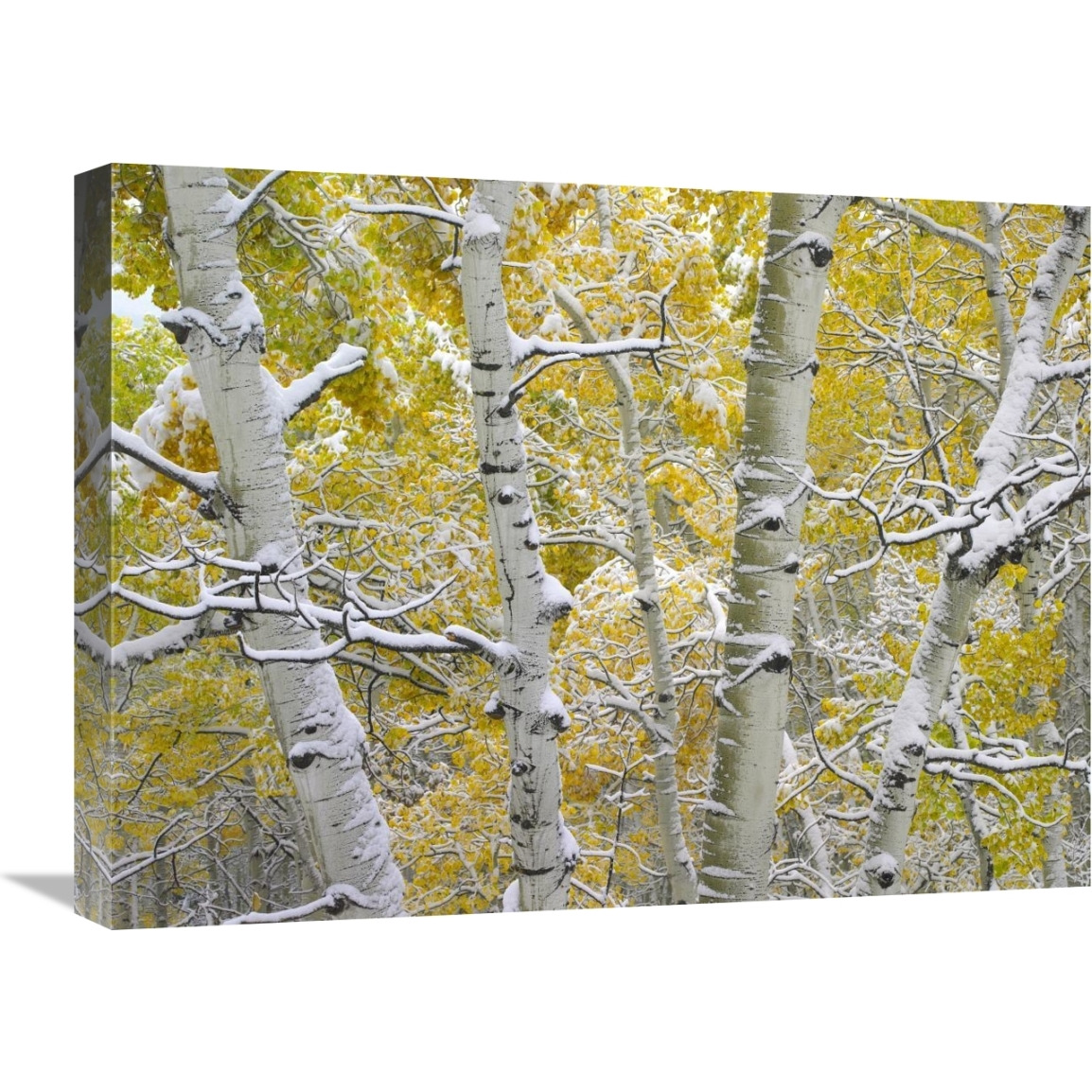 Snow-covered Aspen forest near Kebbler Pass, Gunnison National Forest, Colorado-Canvas Art-24&quotx18"