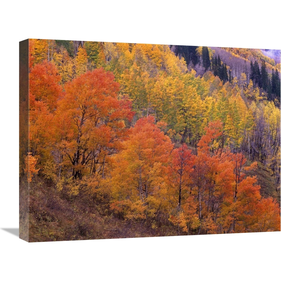 Aspen grove in fall colors, Washington Gulch, Gunnison National Forest, Colorado-Canvas Art-24&quotx18"