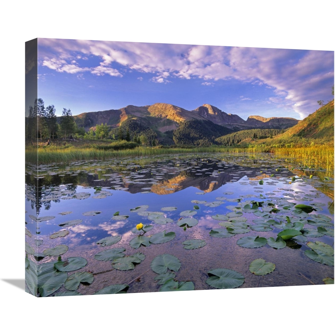 Lily Pads and reflection of Snowdon Peak in pond, west Needle Mountains, Colorado-Canvas Art-22&quotx18.48"