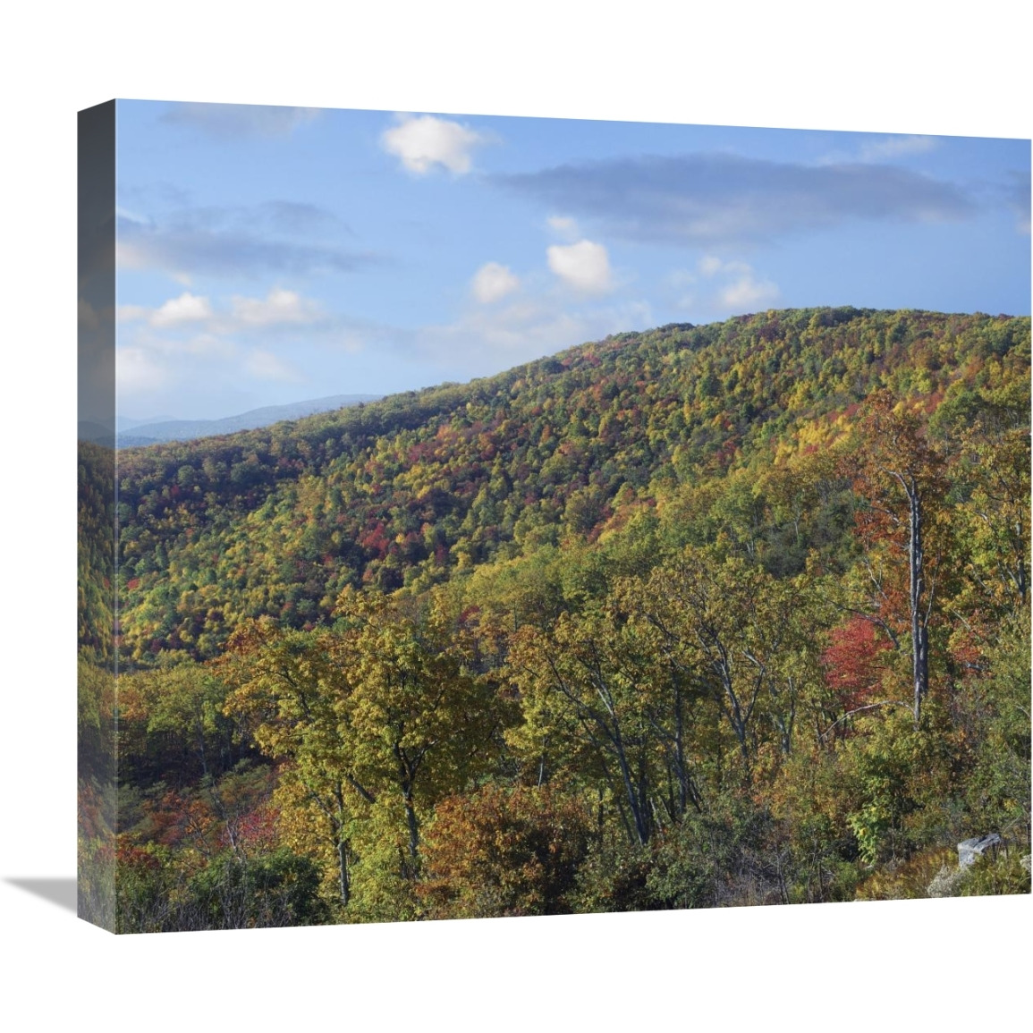 Blue Ridge Range from Moormans River Overlook, Shenandoah National Park, Virginia-Canvas Art-22&quotx19.14"