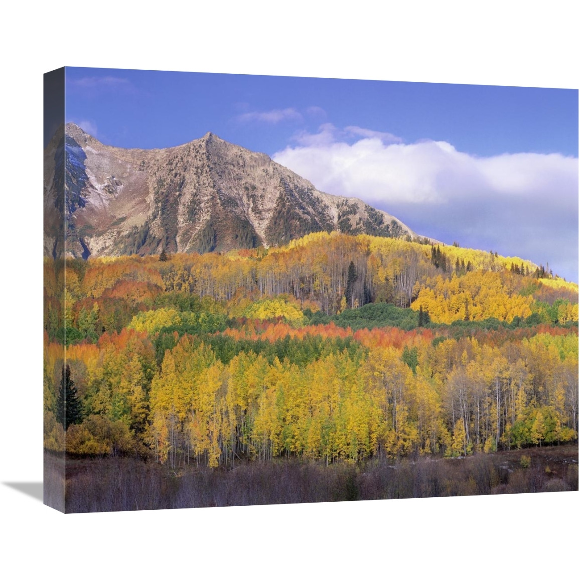 Quaking Aspen forest in autumn, Marcellina Mountain, Raggeds Wilderness, Colorado-Canvas Art-22&quotx18.26"