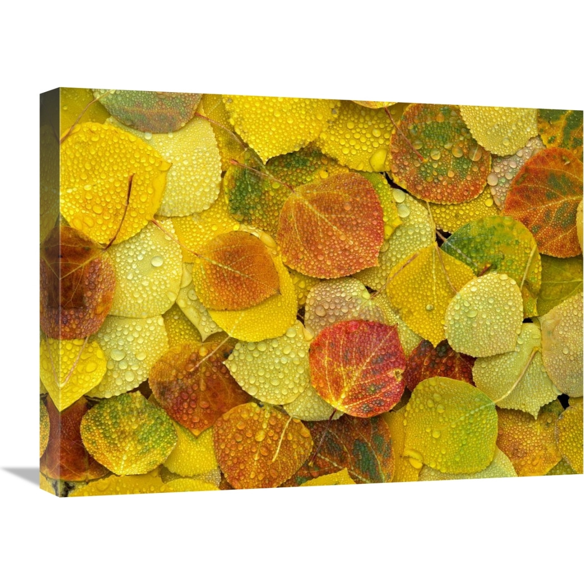 Fallen autumn colored Aspen leaves on the ground covered in dew droplets, Colorado-Canvas Art-24&quotx18"