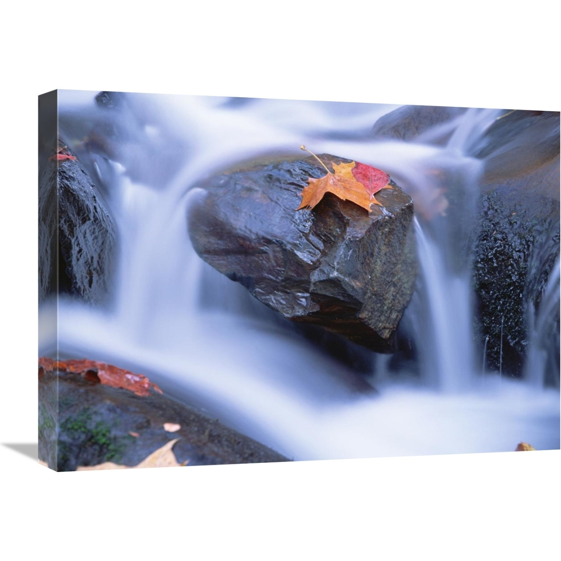 Autumn leaf on boulder, Little River, Great Smoky Mountains National Park, Tennessee-Canvas Art-24&quotx18"