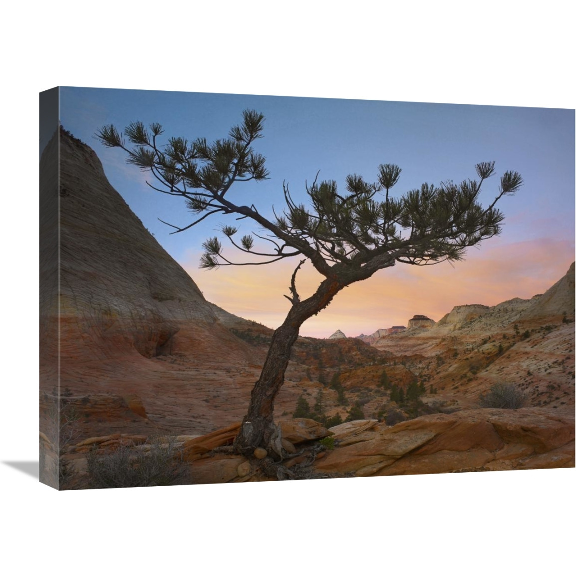 Lone pine tree with East and West Temples in the background, Zion National Park, Utah-Canvas Art-24&quotx18"