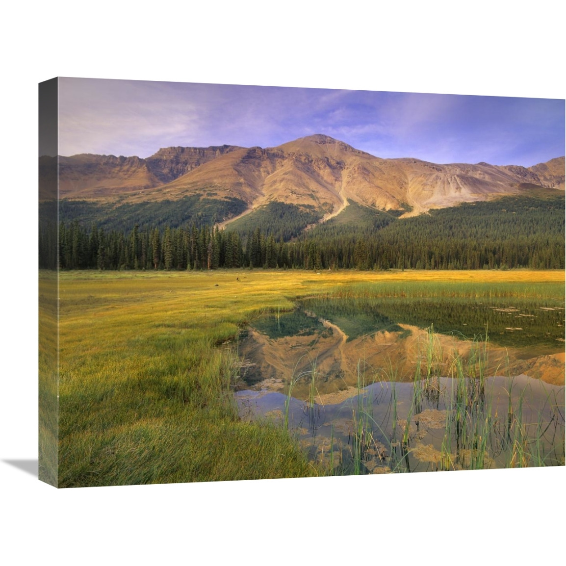 Observation Peak and coniferous forest reflected in pond, Banff National Park, Alberta-Canvas Art-24&quotx18"