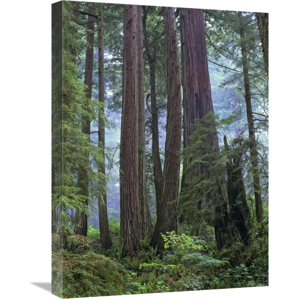 Old growth forest of Coast Redwood stand Del Norte Coast Redwoods State Park, California-Canvas Art-18&quotx24"